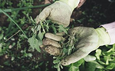 Inspiratie voor een groene tuin