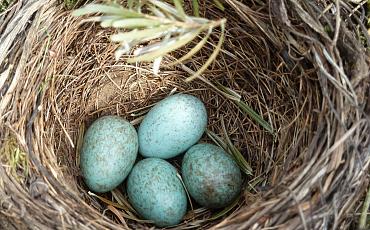 Tuinambassadeurs: De 'Vogeltjeswet'