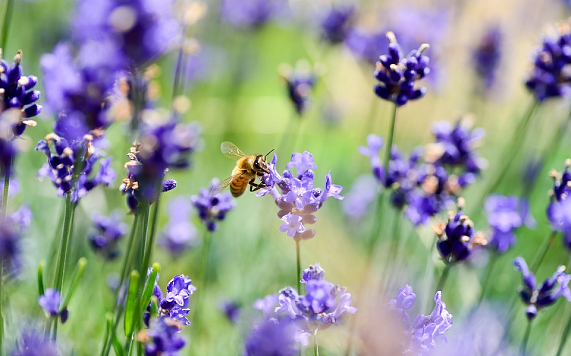 Wat je kunt doen aan je tuin