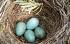 Tuinambassadeurs: De 'Vogeltjeswet'
