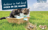 Kuikens in het land, poes ’s nachts in de mand!