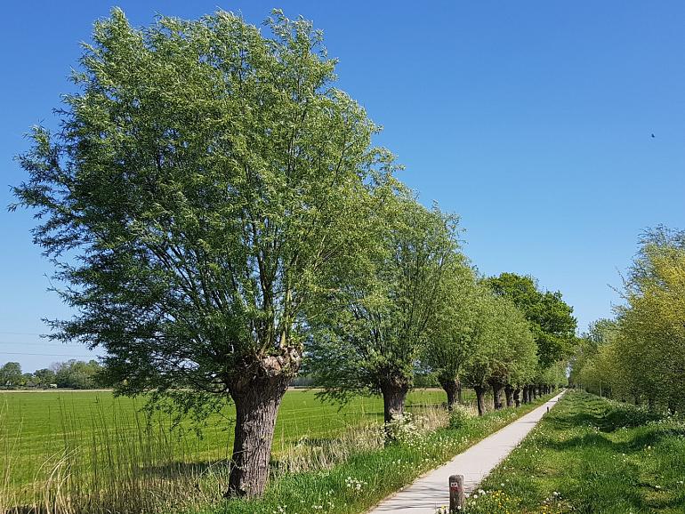 Help de natuur, plant een gratis Knotwilg!