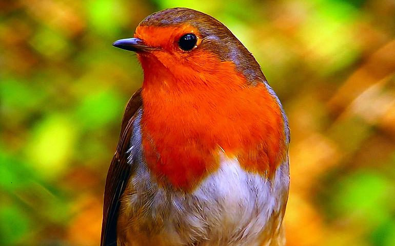Nationale Vogelweek 2021