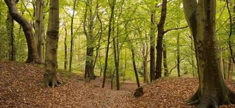 Zomerwandeling van NME De Groene Bol