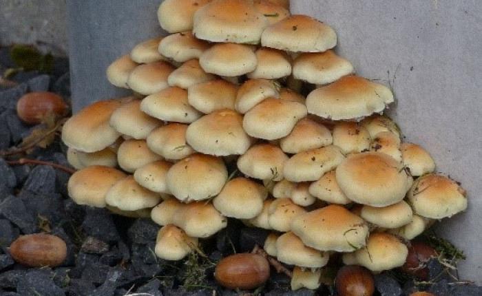 Paddenstoelenwandeling op Tespelduyn