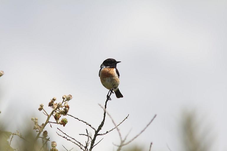 Najaarsvogels in Lentevreugd