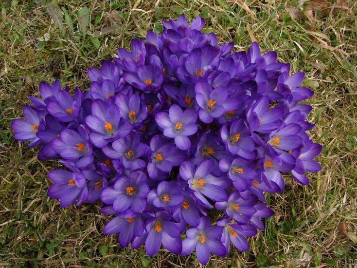 Bollenplanten in Sassenheim, help je mee?