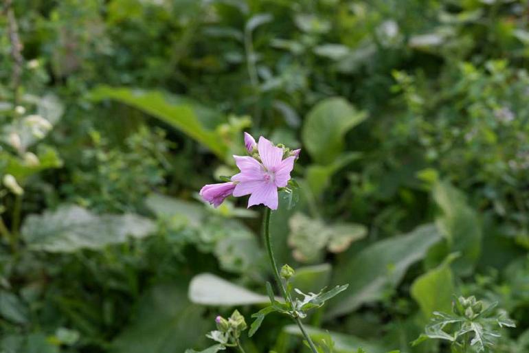 Leer meer over verfplanten in de Heemtuin