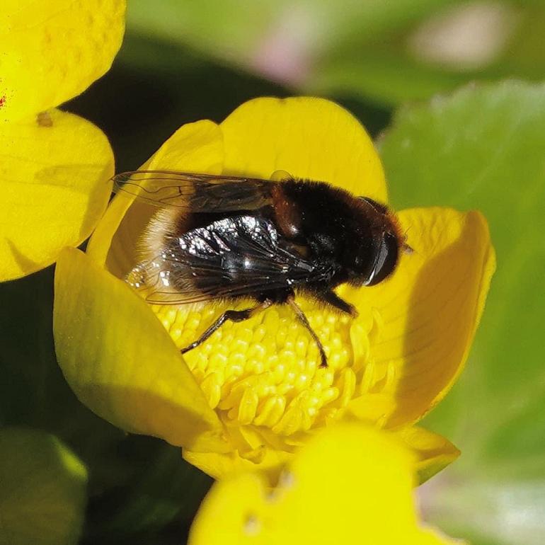 Imkerijdag in Heemtuin Hillegom