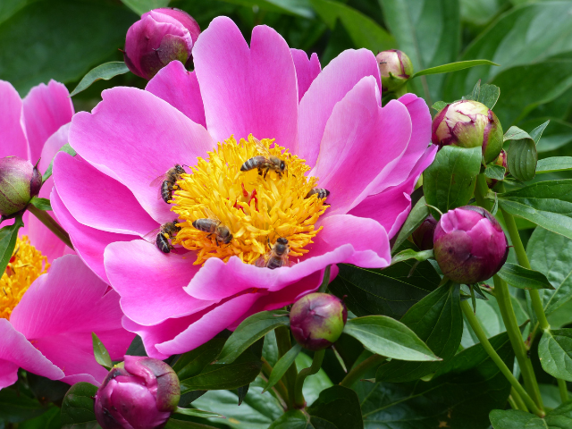 Duurzaam dichtbij: Een groene tuin in alle kleuren