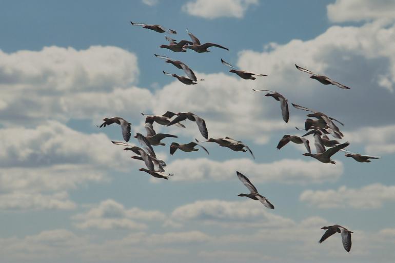 Lezing en excursie vogeltrek bij NOCK