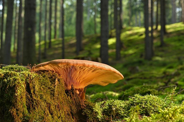 Paddenstoelenexcursie in het Keukenhofbos