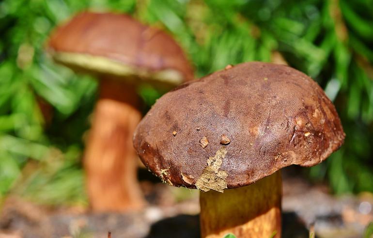 Najaarswandeling Tespelduyn: Paddenstoelen