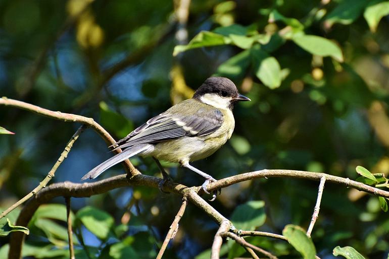 Excursie voor vroege vogels in Park Rusthoff