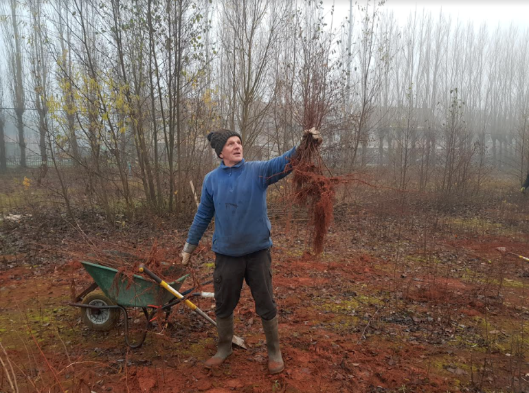 Boompjes oogsten langs de N206
