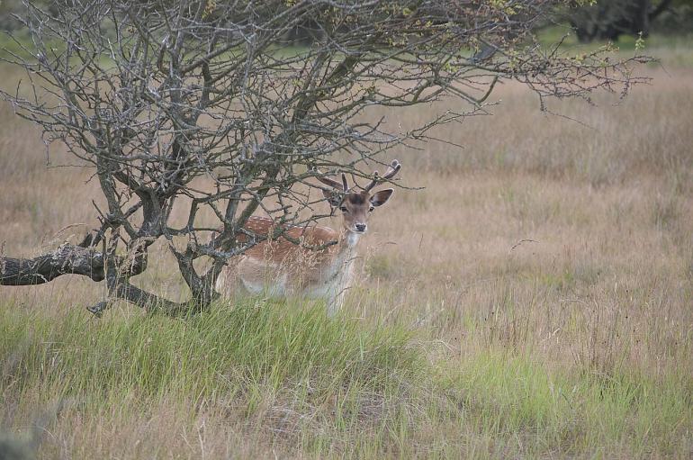 Voorjaarswandeling met Natuurvereniging KNNV