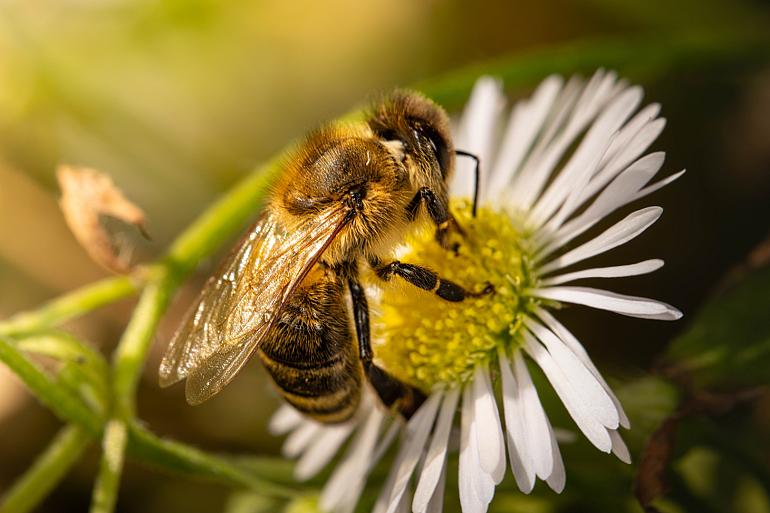 NME De Groene Bol Macrofotografie wandeling met je smartphone