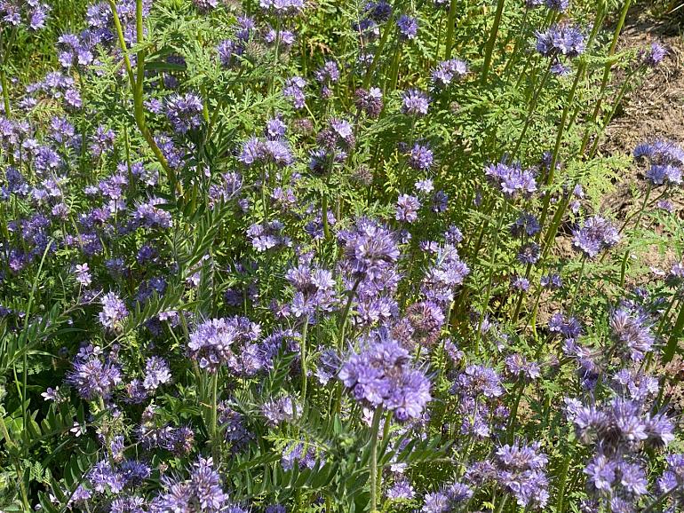 Nationale Zaaidag - Voer de bij bij!