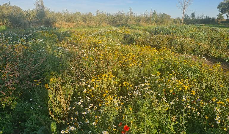MEERGroen klusdag Sassenheim Bloemenweide en De Horsten