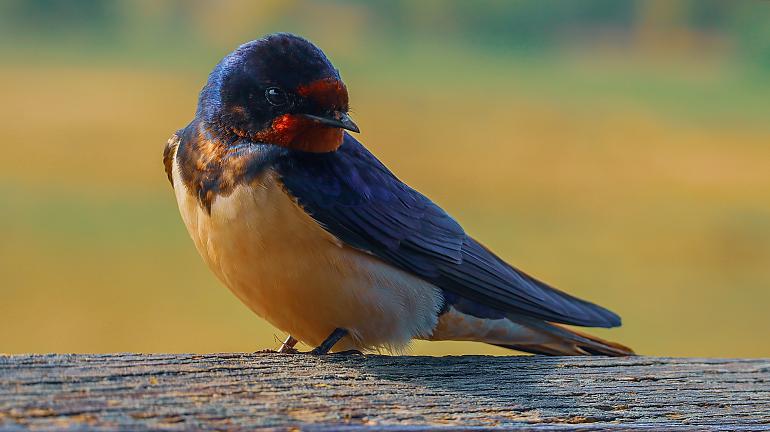Zwaluwtocht met de Hylke Tromp