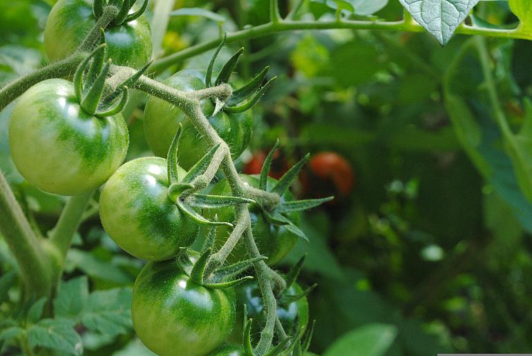 Online workshop Katalys: hoe maak je een buurtmoestuin?