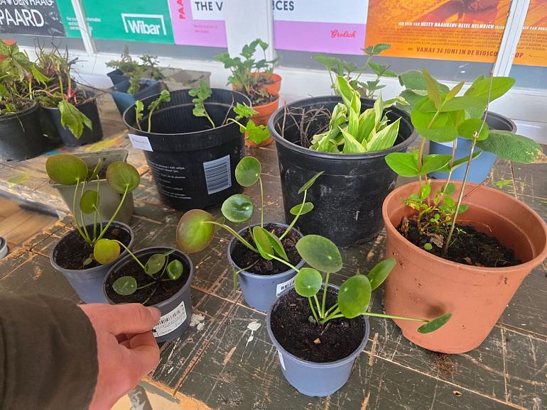 Plantenruilmarkt 
