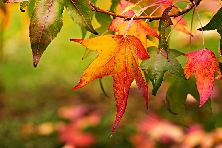 Herfstbladeren, bessen en zaden zoeken