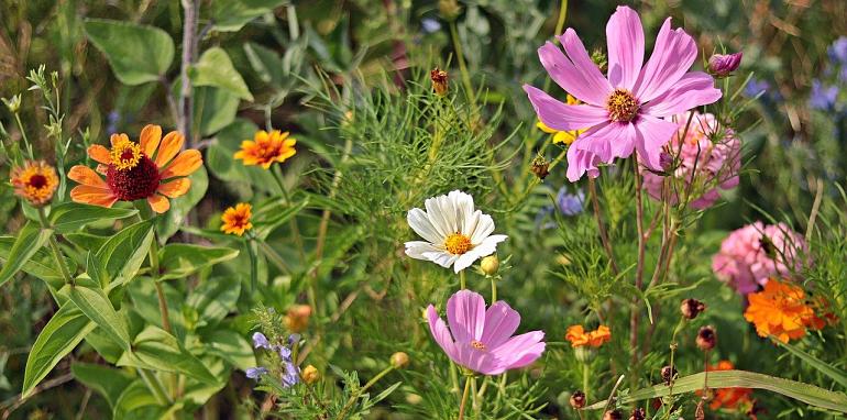 Workshop 'Kennismaken met een levende tuin'