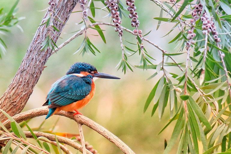 Online Natuurlezing: De Vogels en hun namen