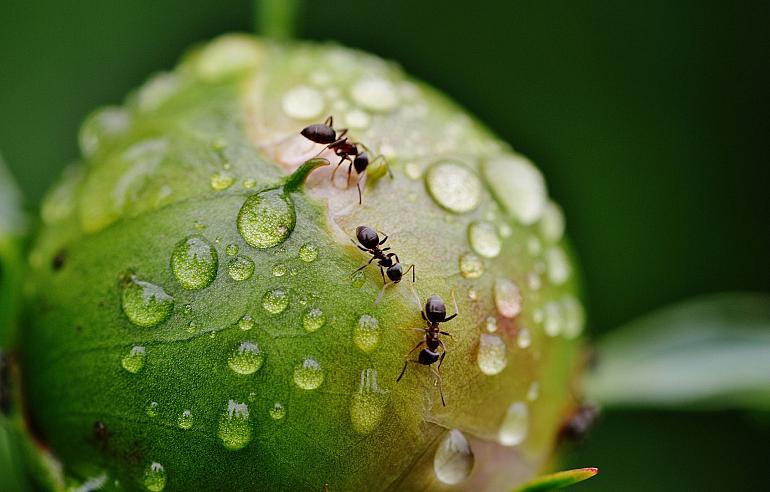 Online Amberworkshop - Nuttige insecten en hun waardplanten