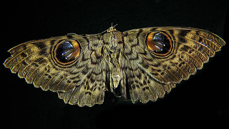 Nacht van de Nachtvlinder