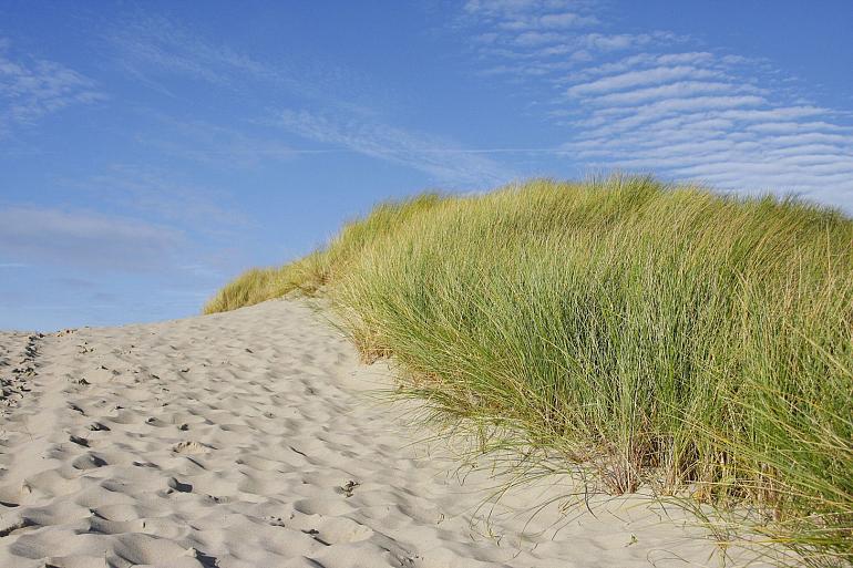 Dag van de Duinen