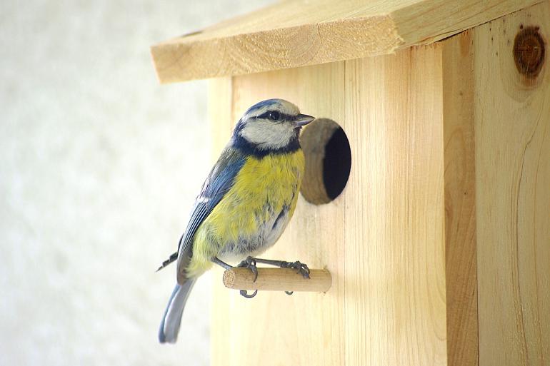 Nestkasten maken voor jong en oud