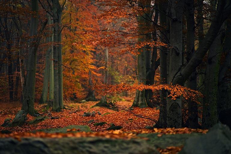 Wandeling in het keukenhofbosch