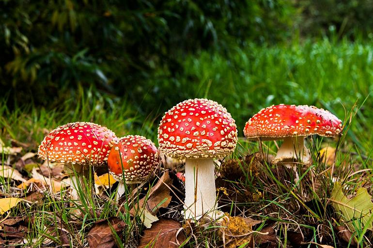 Paddenstoelen in bos Huys te Warmont