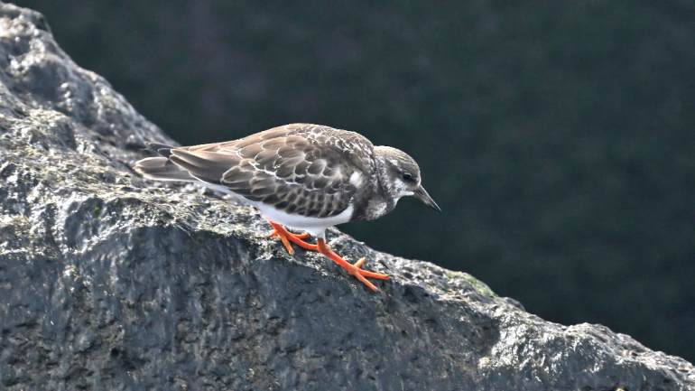Lezing vogels en klimaatverandering