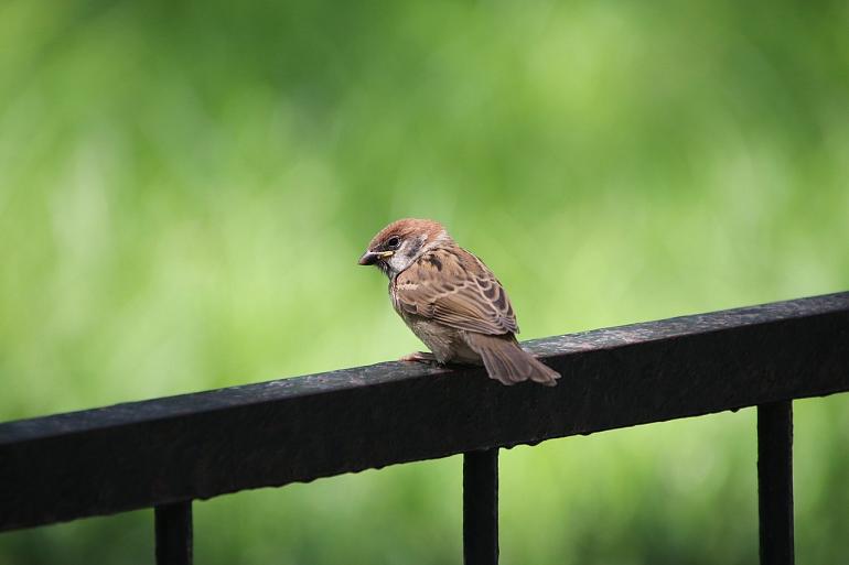 Ambassadeurs verrijken de Teylingse flora en fauna