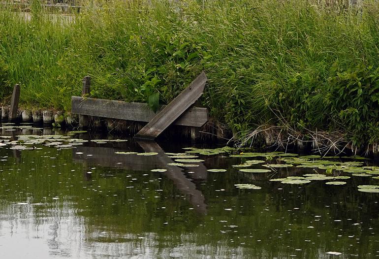 Help mee met Citizen Science onderzoek ‘OEVERPLANTEN’ 