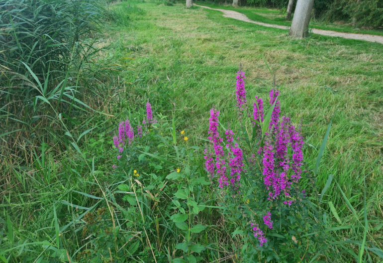 MEERGroen: Ecologisch beheer werkt! Help je mee? 