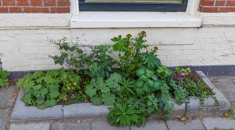 Een geveltuin fleurt de straat op