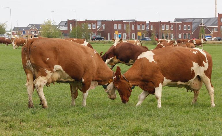 Video: De koeien mogen weer naar buiten!