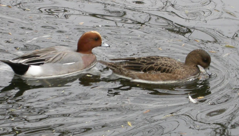 MeerGroenDoen blog: De Meerbomen campagne komt op stoom!