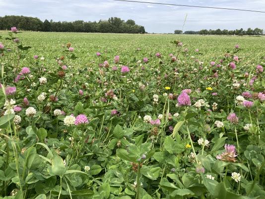 Melkveehouders uit Teylingen krijgen korting op kruidenrijk grasland