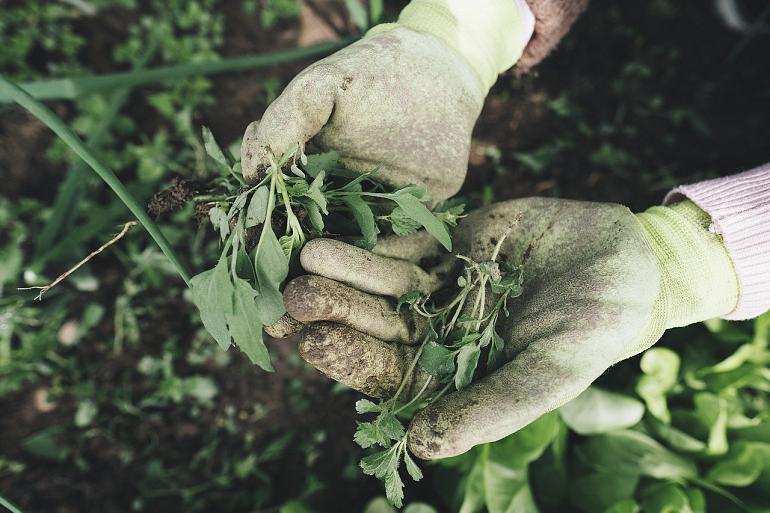 Inspiratie voor een groene tuin