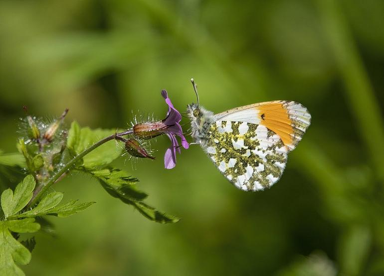 ‘Samen voor Biodiversiteit’ Innovatiefonds!