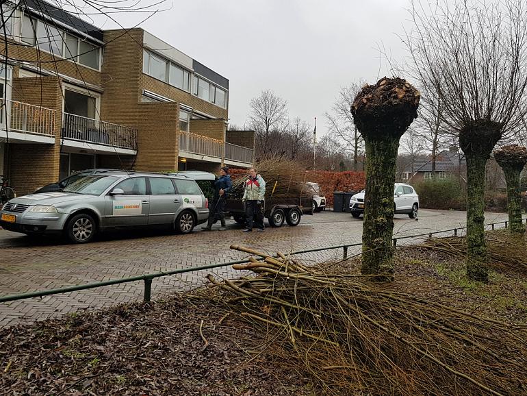 Noordwijkse wilgentakken voor een beter klimaat