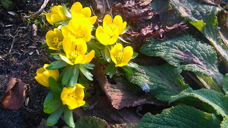 Wintergroen, het hele jaar door een levende tuin!