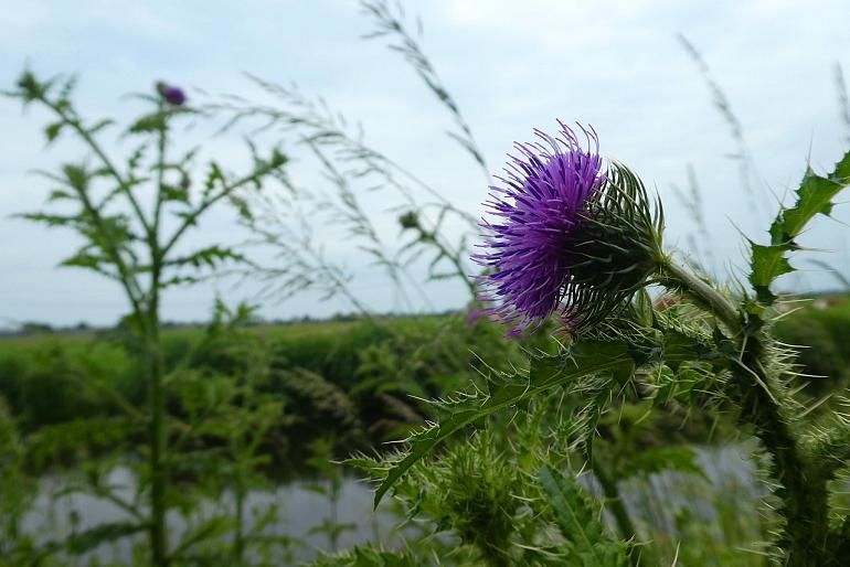 Evaluatie ecologisch maaibeleid: samen voor Goed Groen