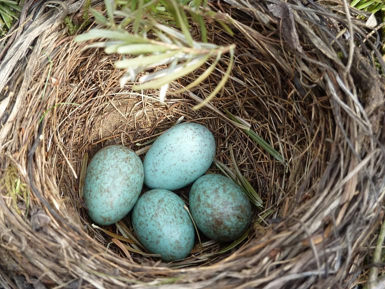 Tuinambassadeurs: De 'Vogeltjeswet'