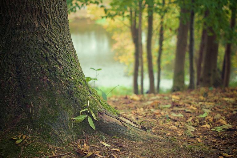 Klimaat gebaat bij grote bomen in Teylingen